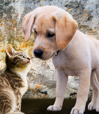 Who dat? Cute puppy and kitten look curiously at each other